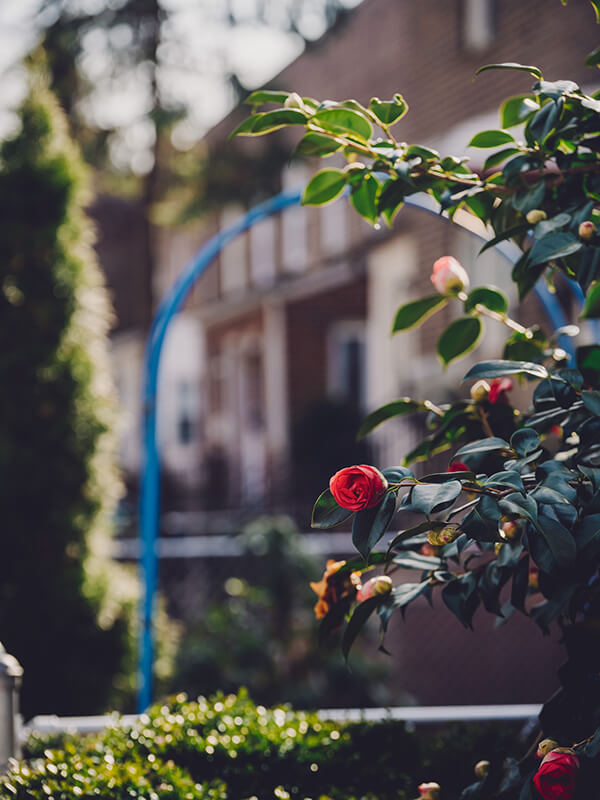 Flowers growing around office building